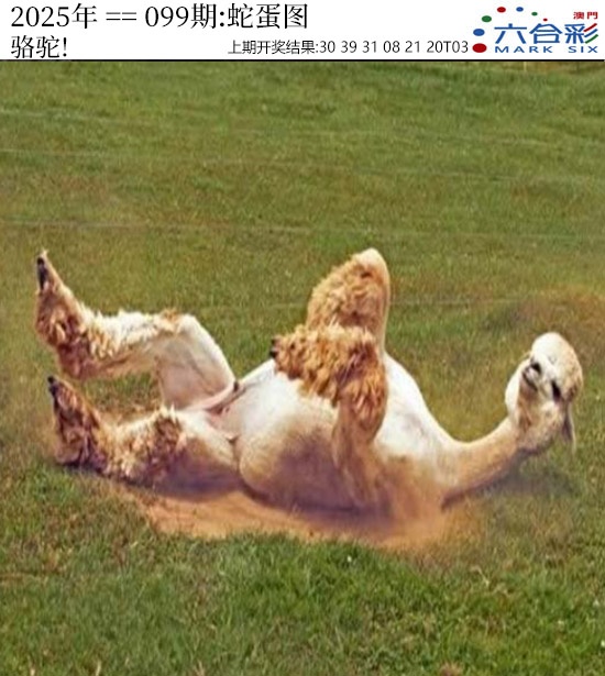 图片加载中...
